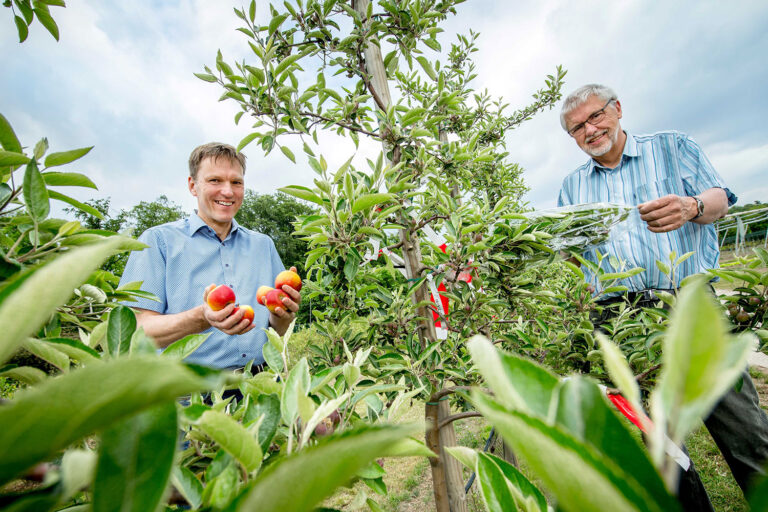 Prof. Dr. Ulrich Enneking und Prof. Dr. Werner Dierend von der Hochschule Osnabrück forschen in Haste rund um das Lieblingsobst der Deutschen.