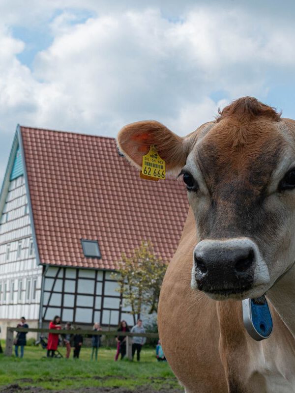 Milchkuh vor Hof Eier aus Stockum