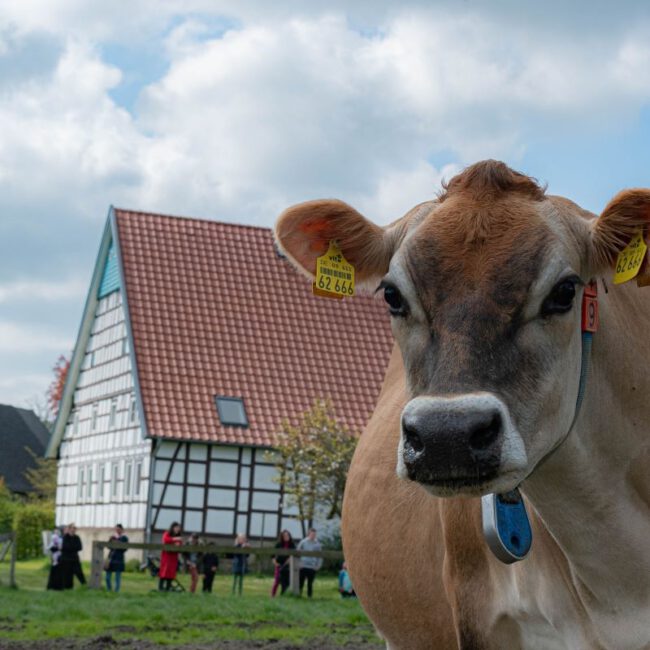 Milchkuh vor Hof Eier aus Stockum